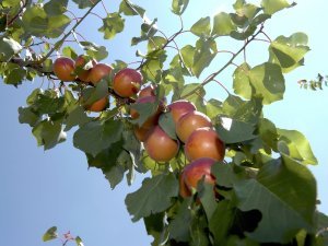 Récolte des fruits dans un verger de plaine